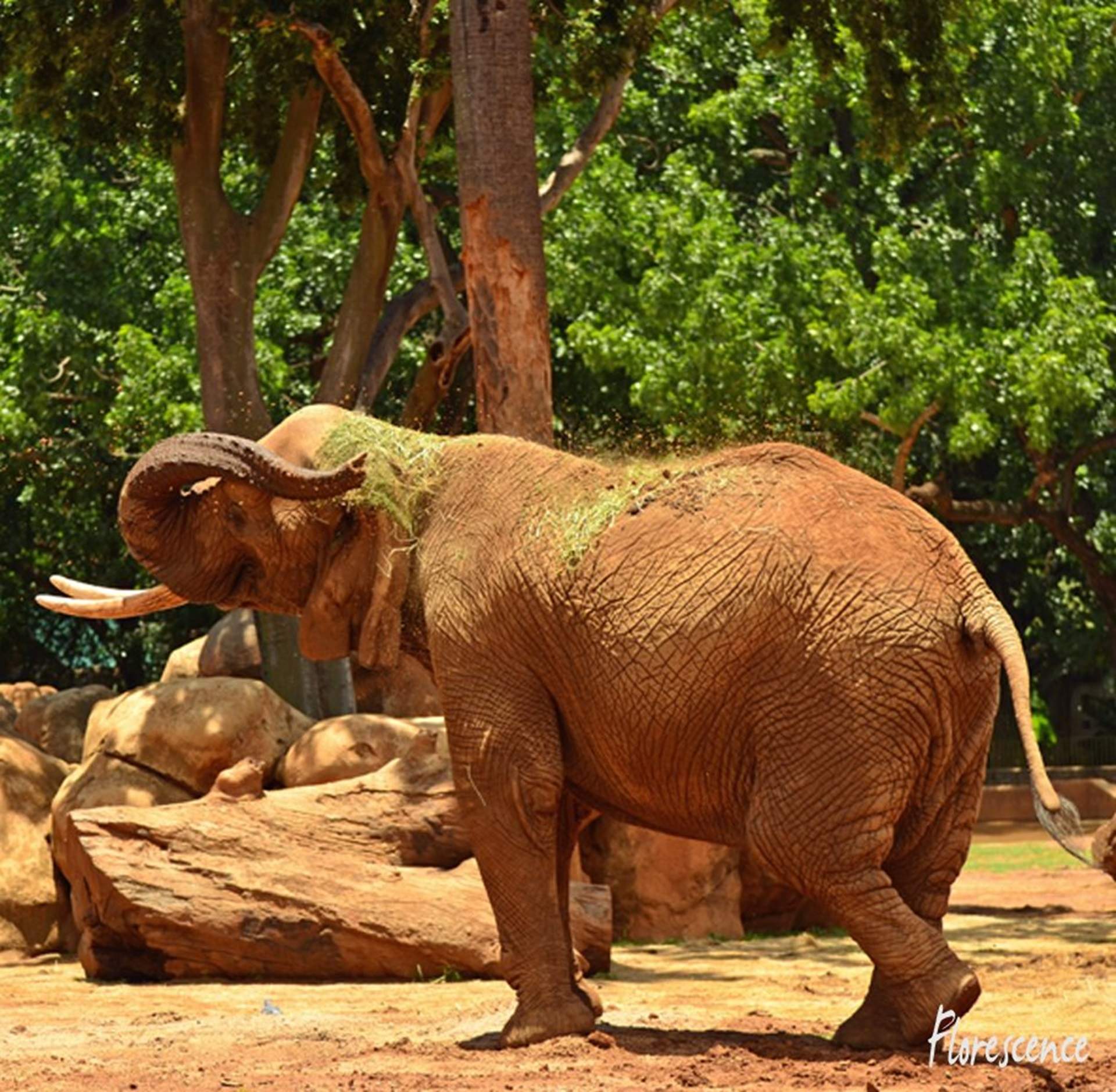charlie elephant charlie elephant