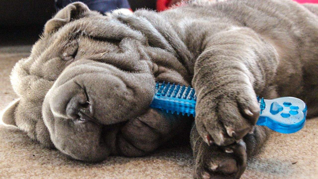 Andrés, expert en animals, utilitza l'alga Ascophyllum nodosum per acabar amb el mal alè en els gossos