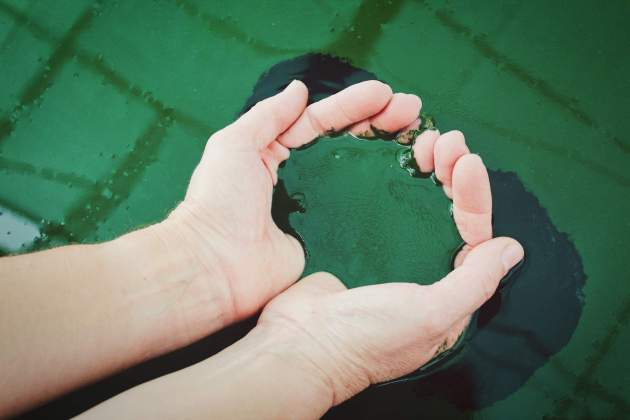 L'espirulina és una alga microscòpica / Foto: Unsplash L'espirulina és una alga microscòpica / Foto: Unsplash