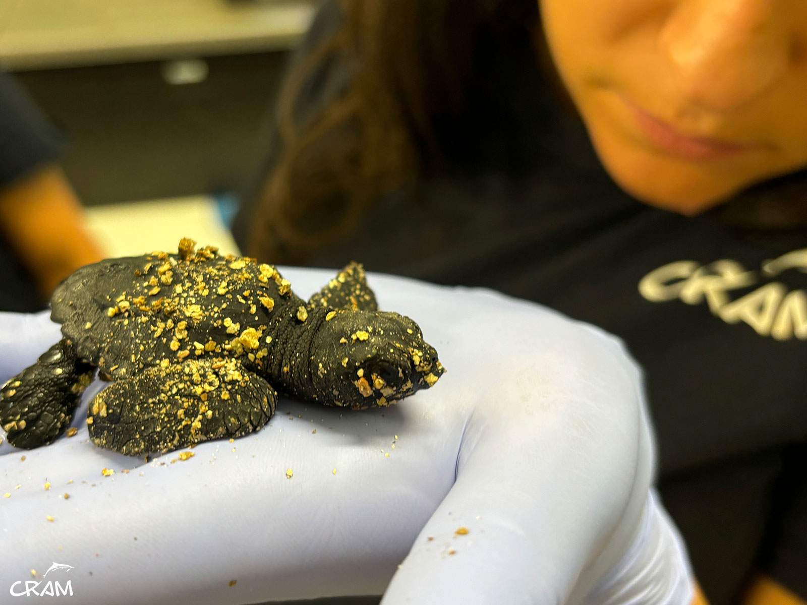 La tortuga boba tiene su casa en Tarragona