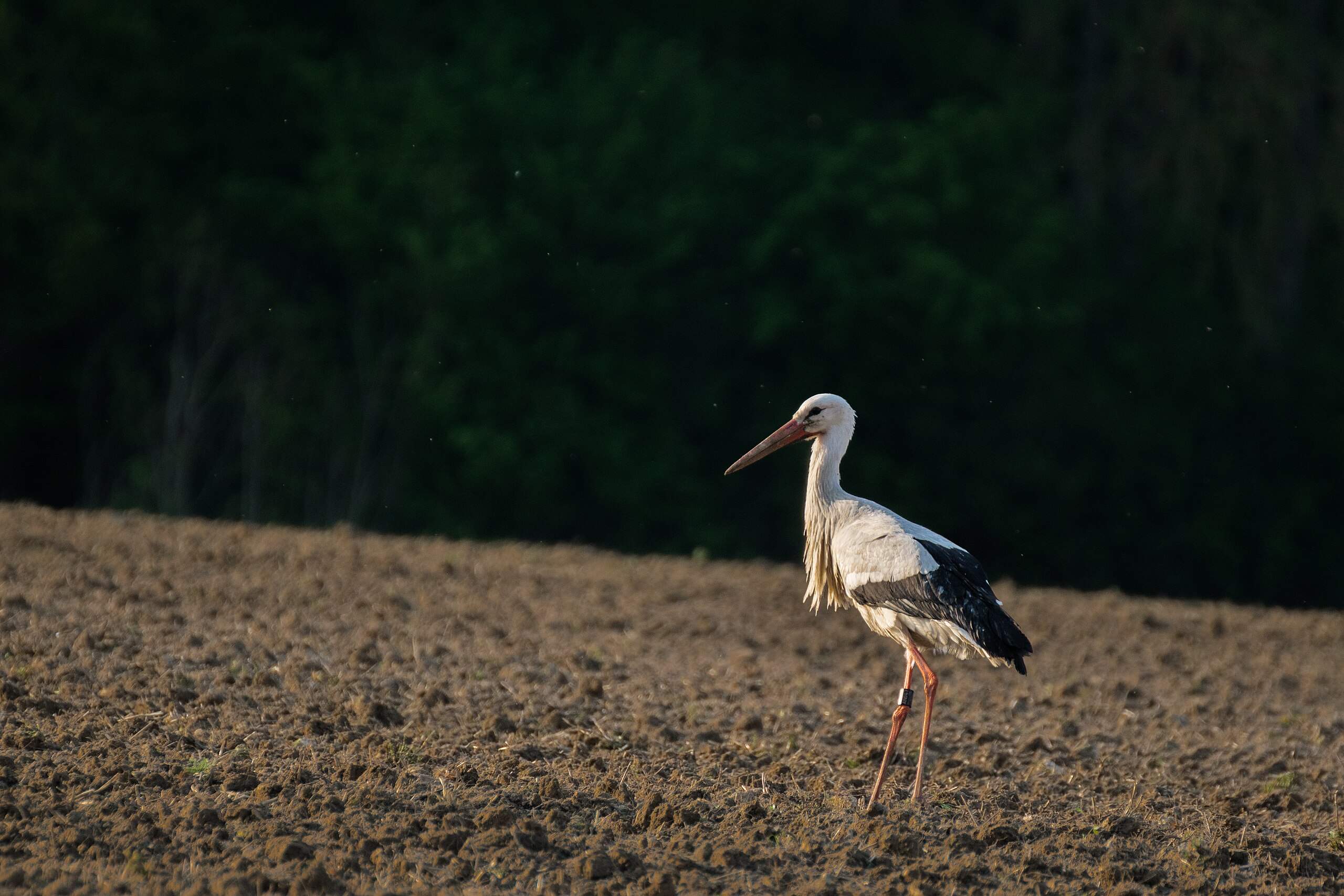 Una cigonya alemanya fa un aterratge d'emergència a Riudoms i obliga a tallar la carretera