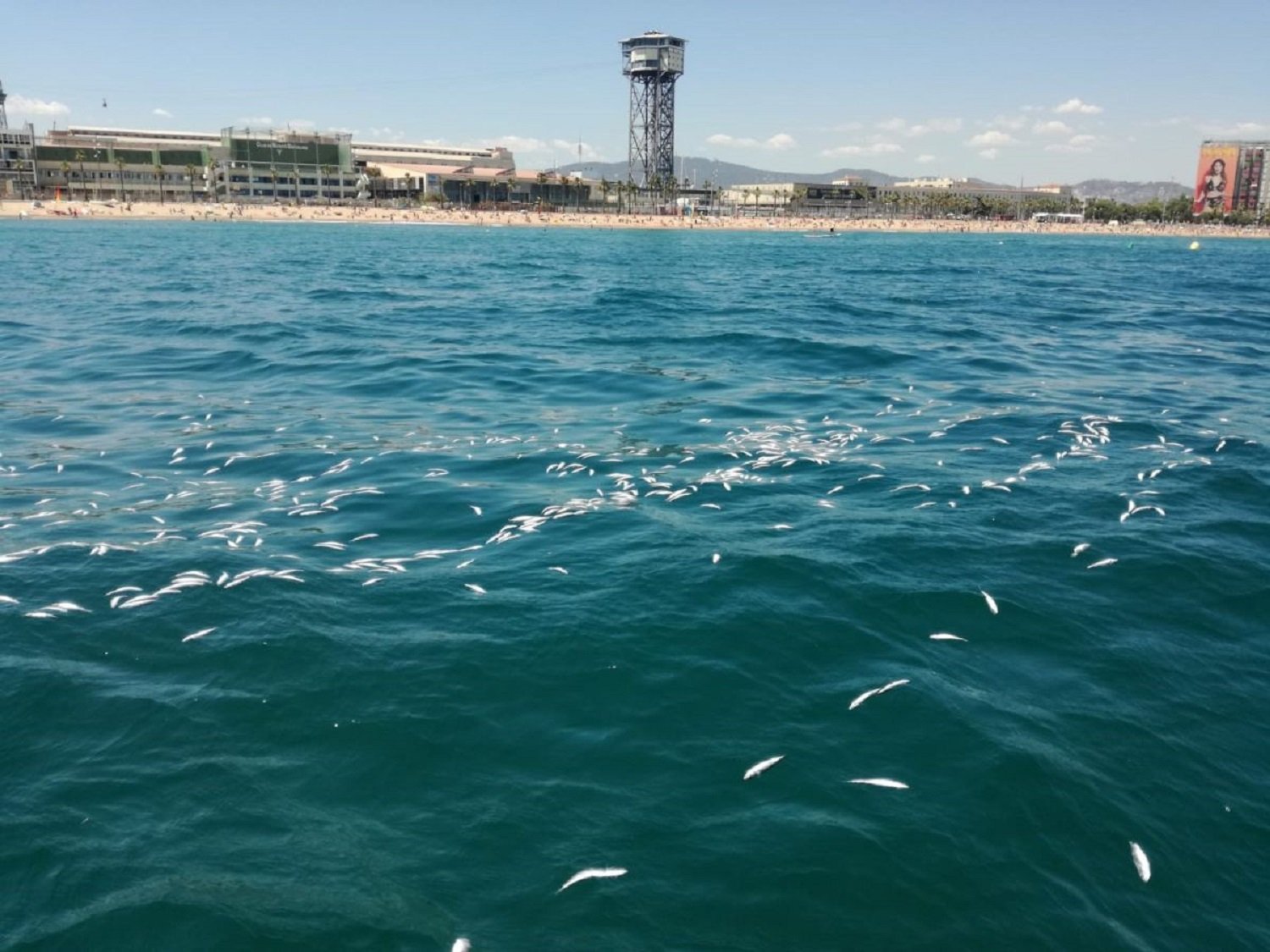 Investigan la aparición de peces muertos en el litoral de Barcelona