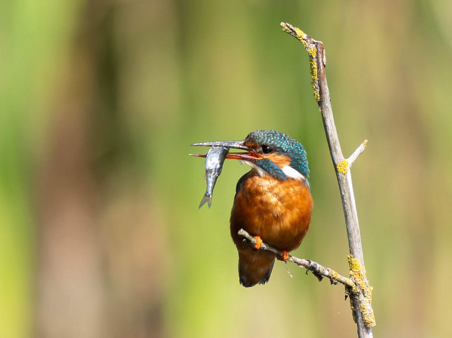 Glastonbury (Regne Unit)