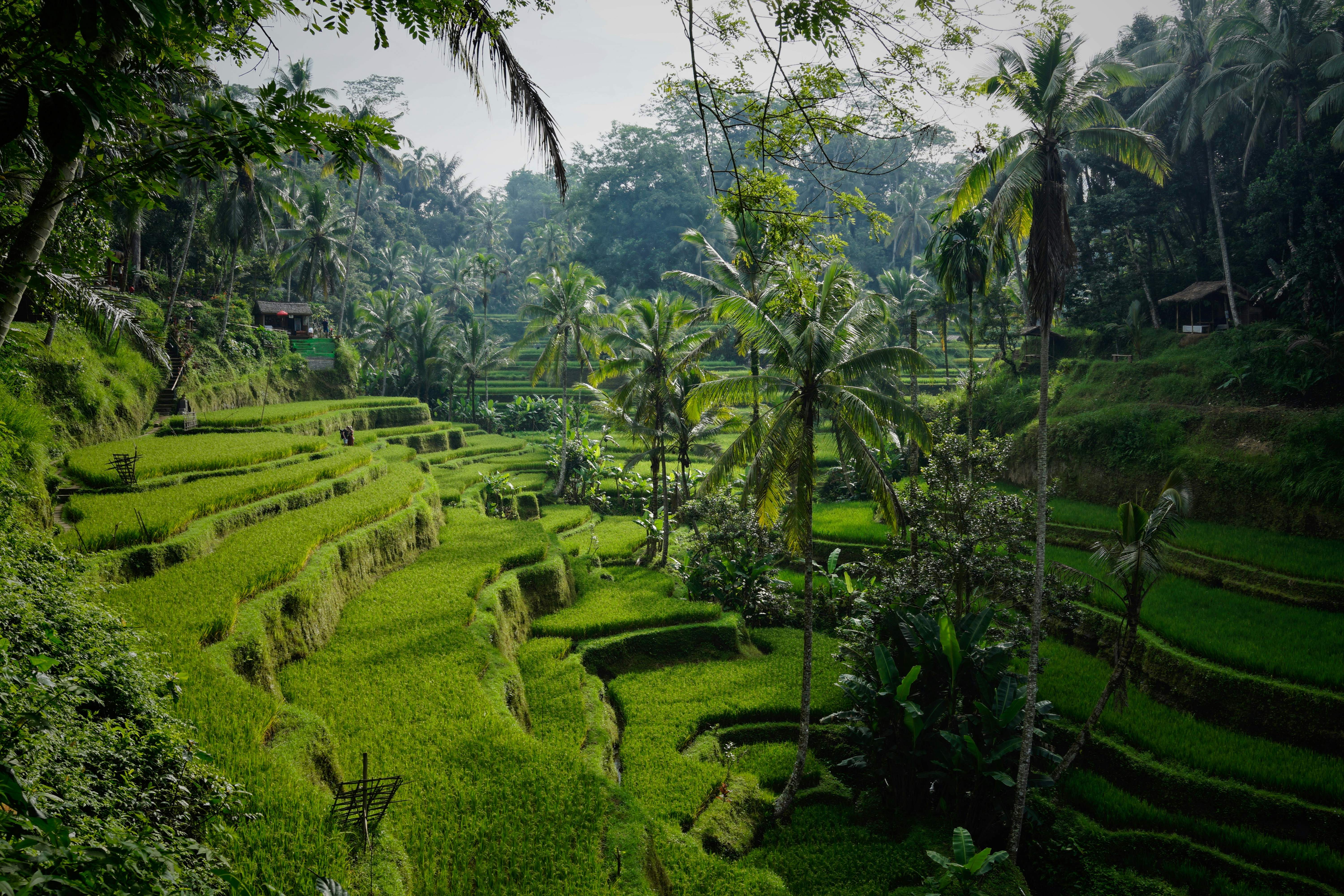 El turismo masivo llega a Bali: estudia prohibir nuevos hoteles