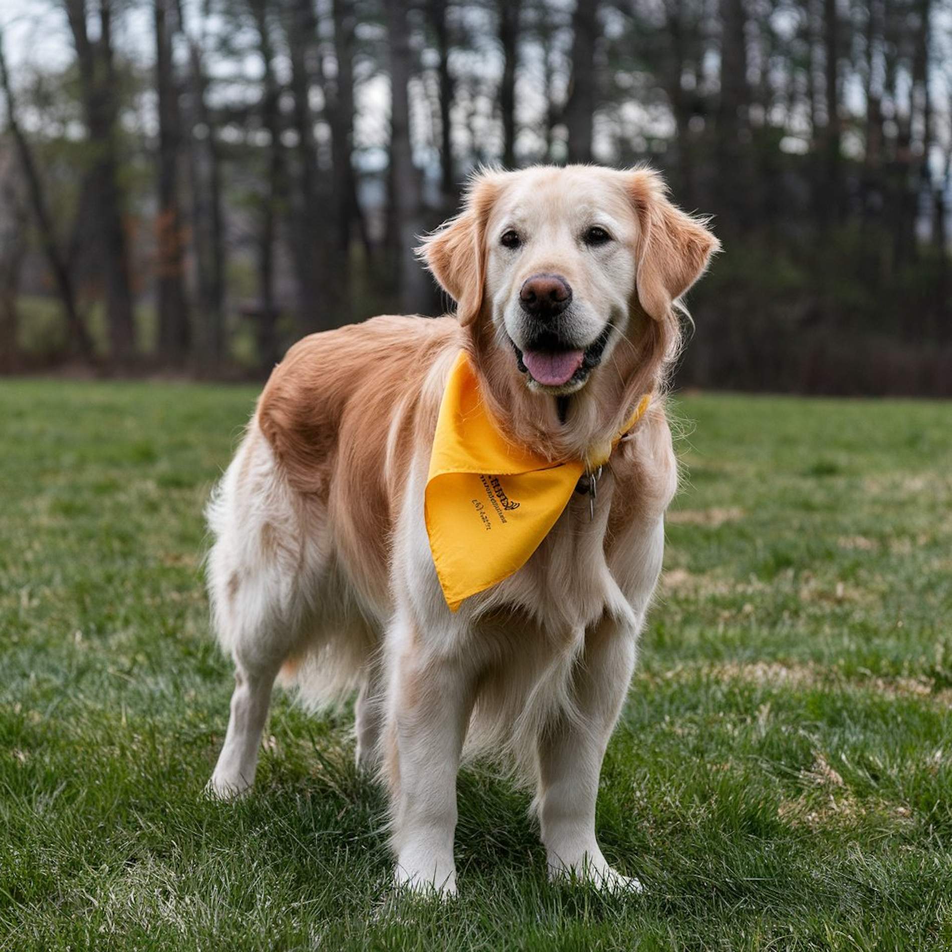 ¿Qué significa que un perro lleve un lazo amarillo en el cuello?