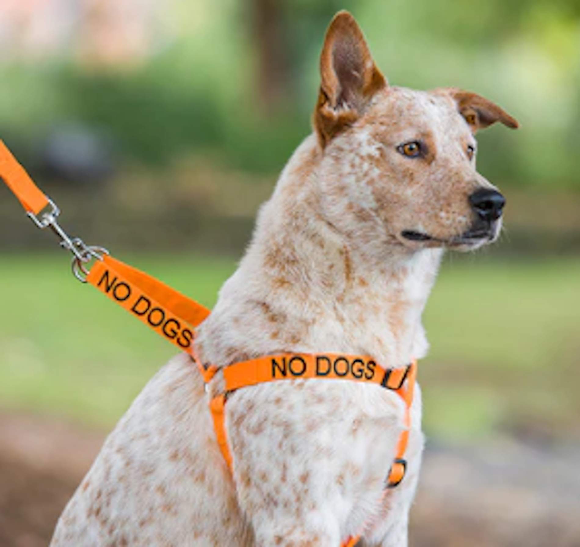 Friendly Dog Collars Friendly Dog Collars