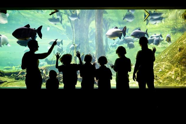 El Bosque Inundado del CosmoCaixa El Bosque Inundado del CosmoCaixa