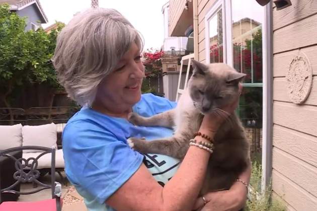 gata eua desapereguda - KSBW gata eua desapereguda - KSBW