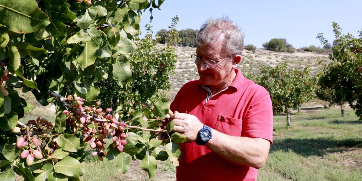 L'agricultor Ramon Boleda a la seva finca de cultiu de pistatxo. Anna Berga / ACN L'agricultor Ramon Boleda a la seva finca de cultiu de pistatxo. Anna Berga / ACN