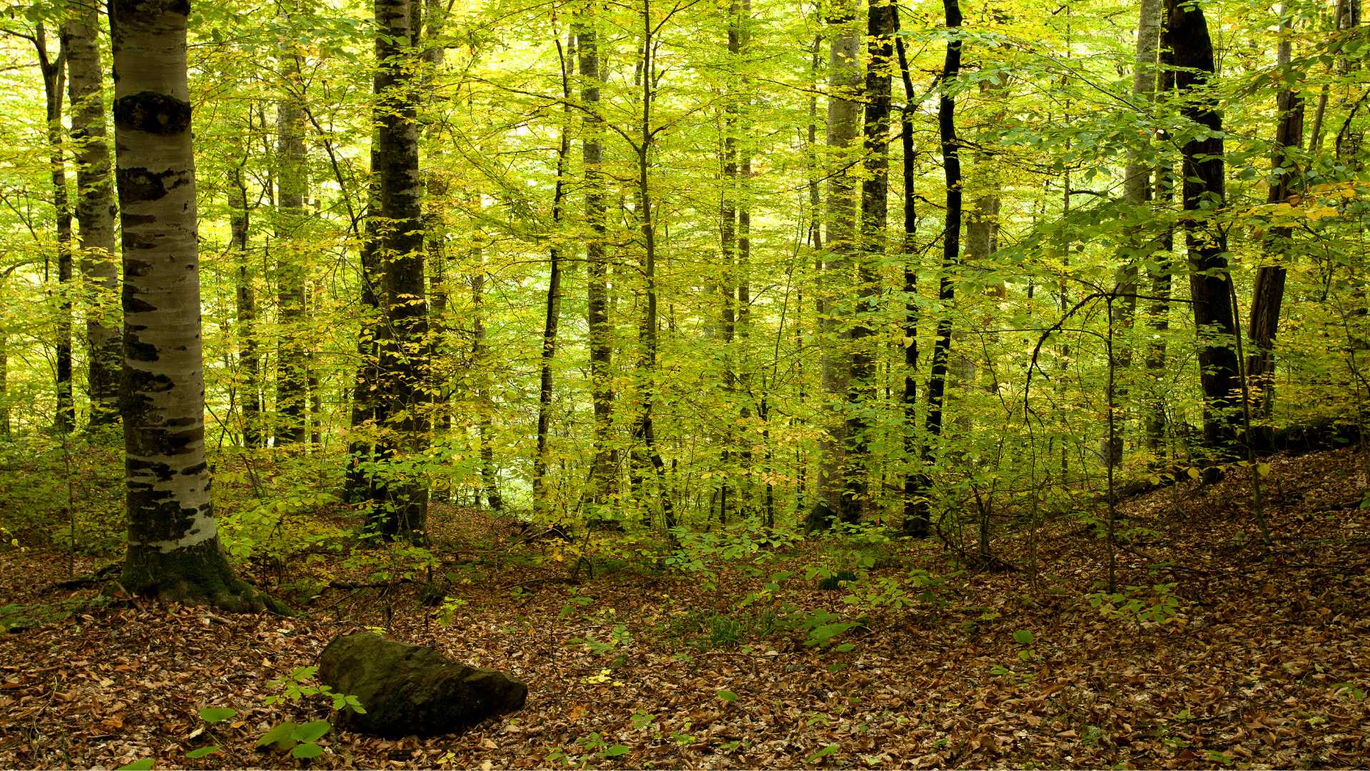 5 hayedos mágicos en Catalunya para visitar en otoño: como estar dentro de un cuento