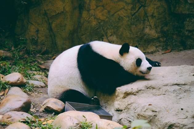panda unsplash (2) panda unsplash (2)