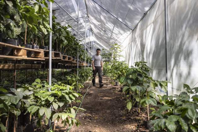 Primera plantació de café al món en clima continental / Foto: Carlos Baglietto Primera plantació de café al món en clima continental / Foto: Carlos Baglietto