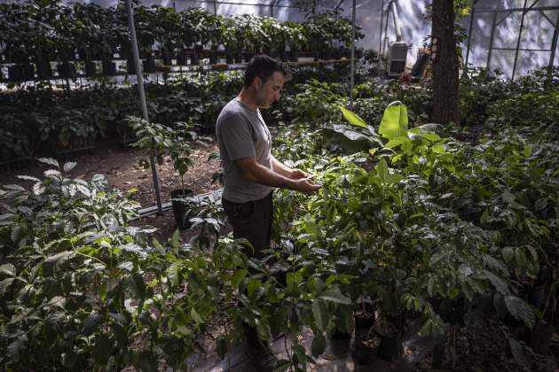 Primera plantació de café al món en clima continental / Foto: Carlos Baglietto