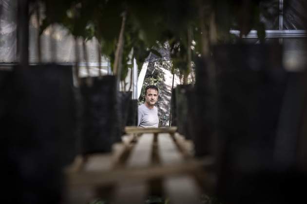 Primera plantació de café al món en clima continental / Foto: Carlos Baglietto Primera plantació de café al món en clima continental / Foto: Carlos Baglietto