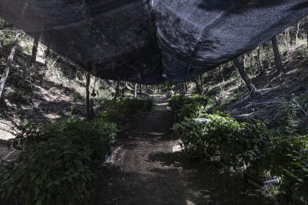Primera plantació de café al món en clima continental / Foto: Carlos Baglietto Primera plantació de café al món en clima continental / Foto: Carlos Baglietto