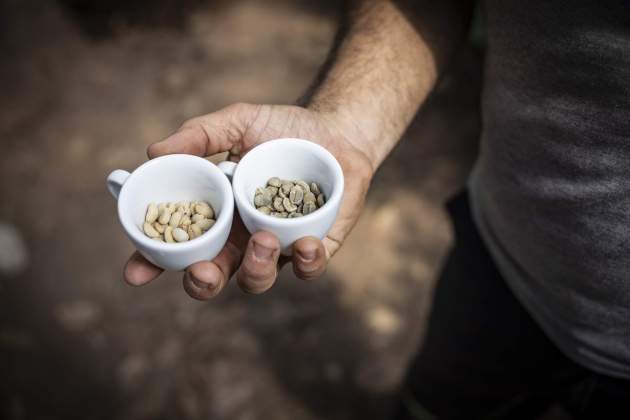Primera plantació de café al món en clima continental / Foto: Carlos Baglietto Primera plantació de café al món en clima continental / Foto: Carlos Baglietto