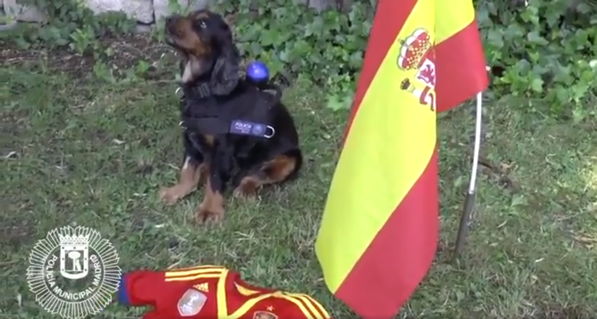 La policía de Madrid entrena un perro que se cuadra con el himno