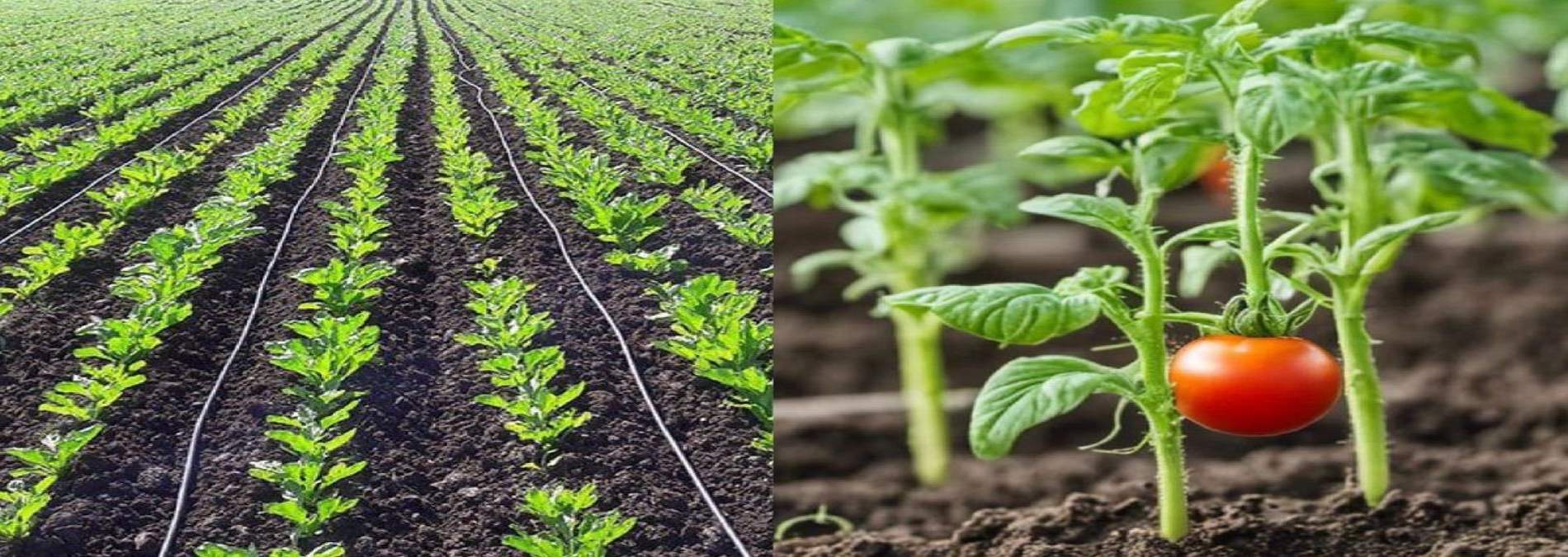 Azura complementa la demanda de tomate cherry en Europa con 180.000 toneladas anuales