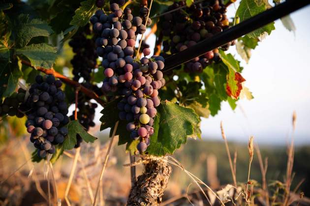 Clos Galena, vinya / Foto: Cedida Clos Galena, vinya / Foto: Cedida