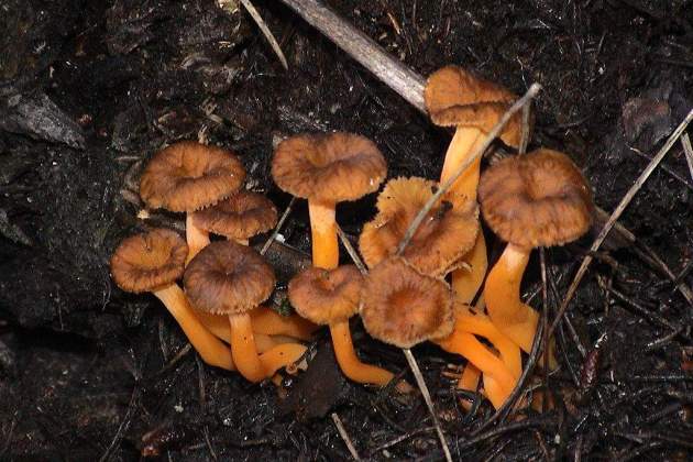 Camagroc Bolets info Camagroc Bolets info