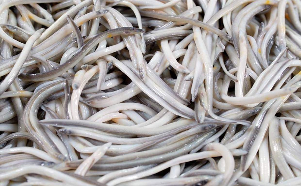 L'aliment que ja es pot degustar a les Terres de l'Ebre: té una temporada molt curta!