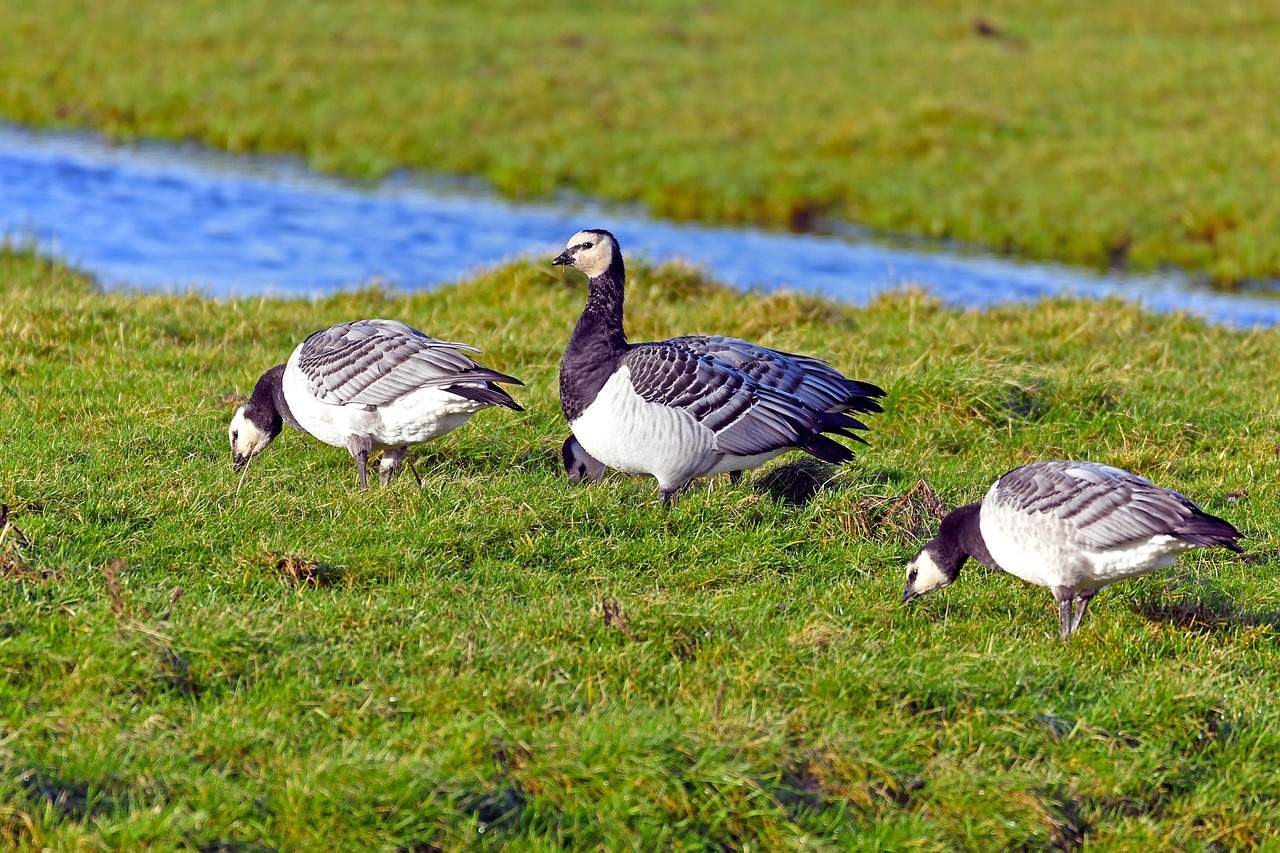 Pillan a un cazador matando a tres aves de una especie protegida, en Pals