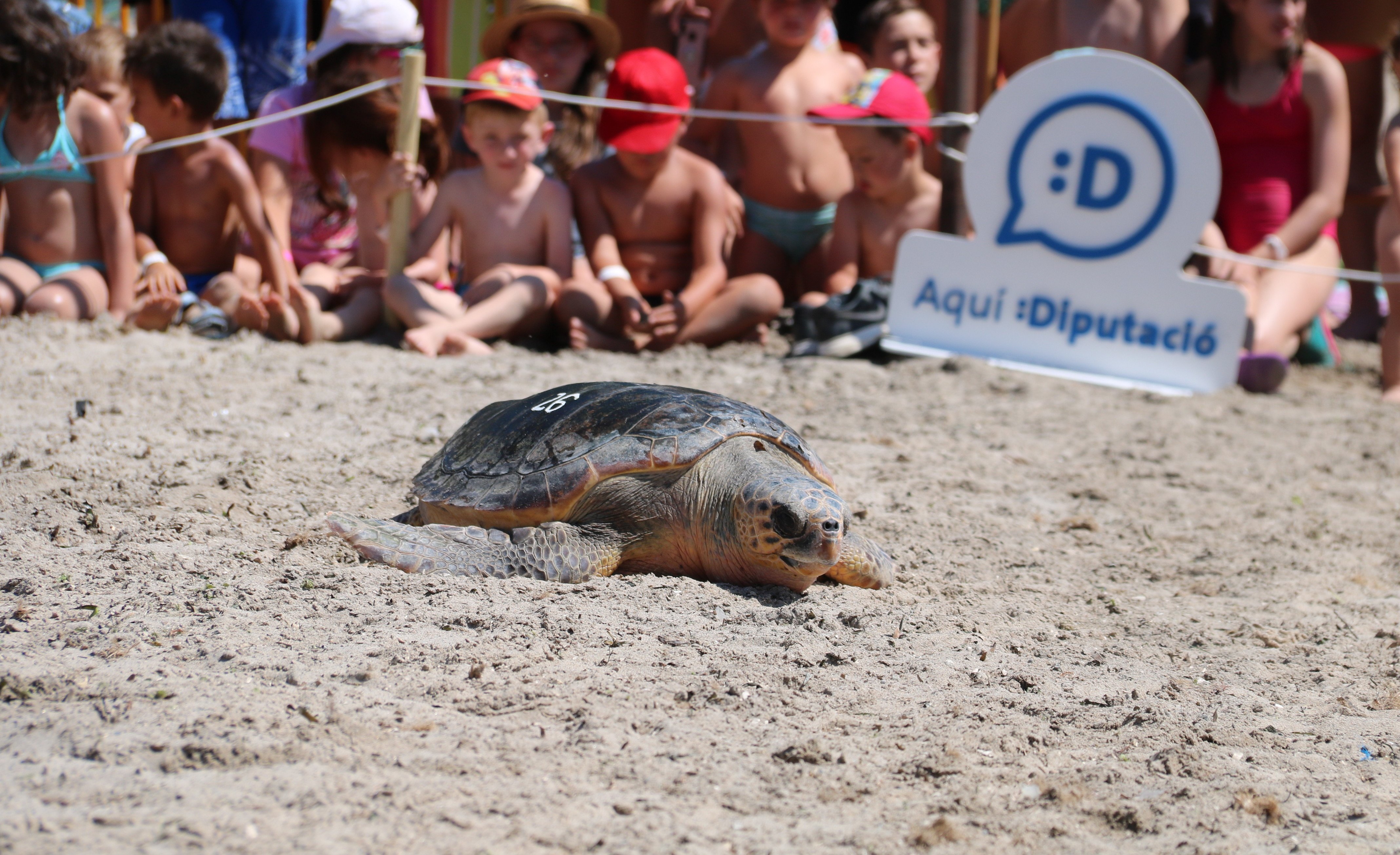 VÍDEO: Cinc tortugues babaues tornen al mar