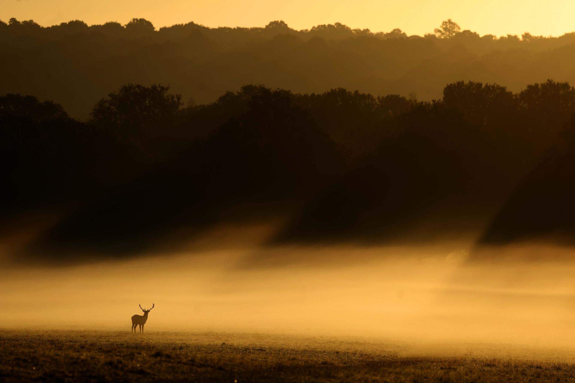 Londres (Reino Unido)