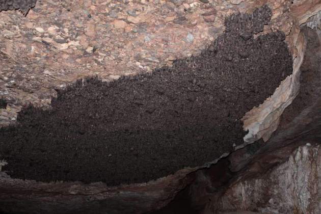 Colonia de murciélagos de cueva de la sima del Daví, Parque Natural de Sant Llorenç del Munt y el Sombrío. Foto Marc López Roig Areambiental Colonia de murciélagos de cueva de la sima del Daví, Parque Natural de Sant Llorenç del Munt y el Sombrío. Foto Marc López Roig Areambiental