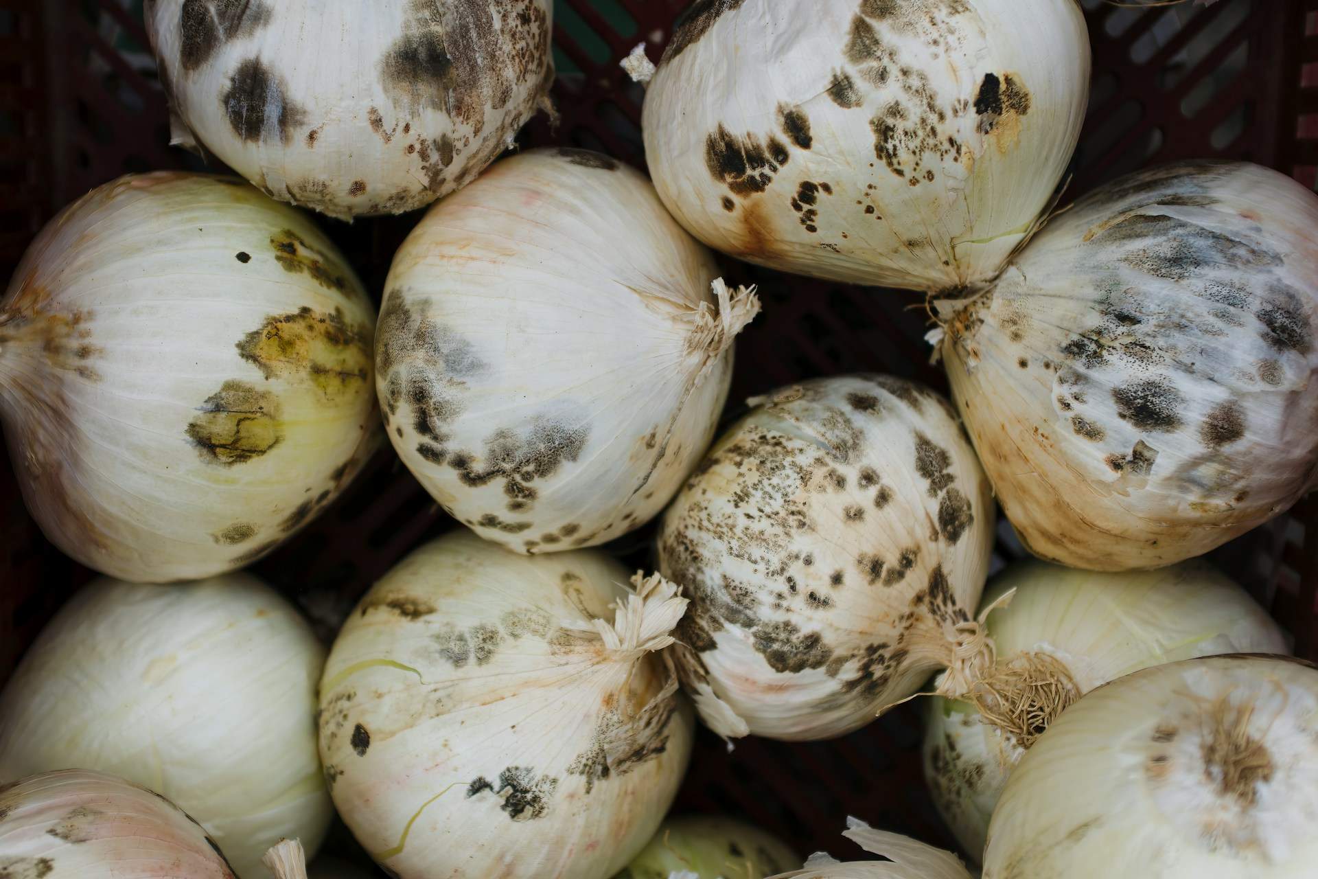 4 alimentos que debes tirar a la basura si tienen moho: no basta con quitarlo
