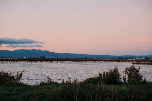 L'aiguamoll del Delta de l'Ebre és l'entorn idoni per a aquest cultiu / Foto: Unsplash L'aiguamoll del Delta de l'Ebre és l'entorn idoni per a aquest cultiu / Foto: Unsplash