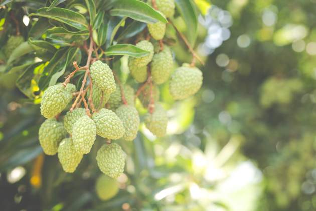 lychee background garden lychee background garden