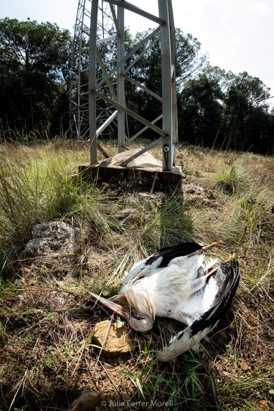 La Fiscalia informa el jutjat que investiga Endesa de la mort de més 60 cigonyes quan migraven