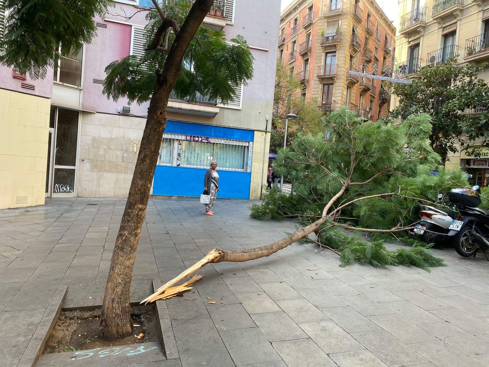 Cae una rama de grandes dimensiones de una jacaranda en el corazón del Raval