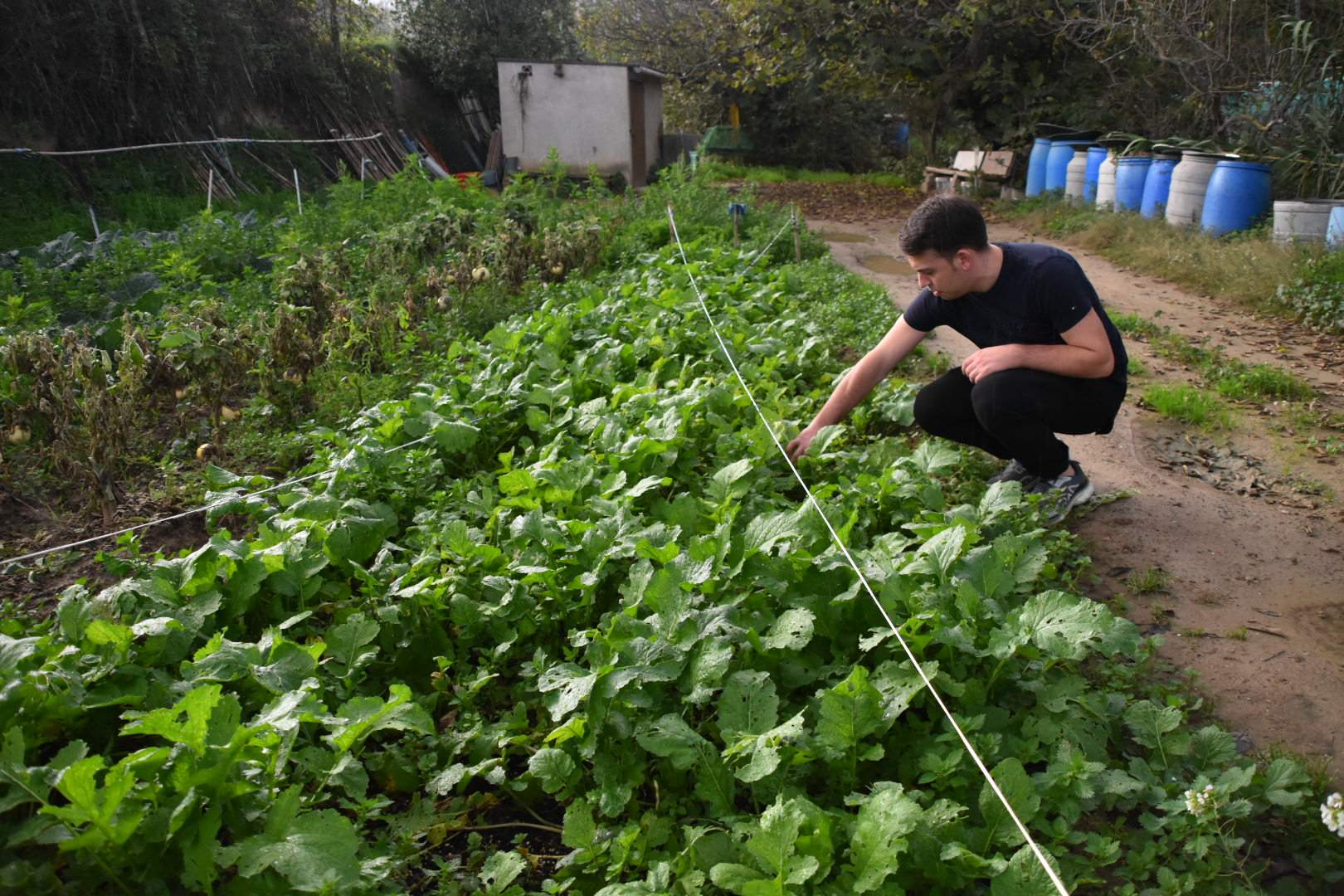 Septiembre: los alimentos que puedes plantar este mes en tu huerto