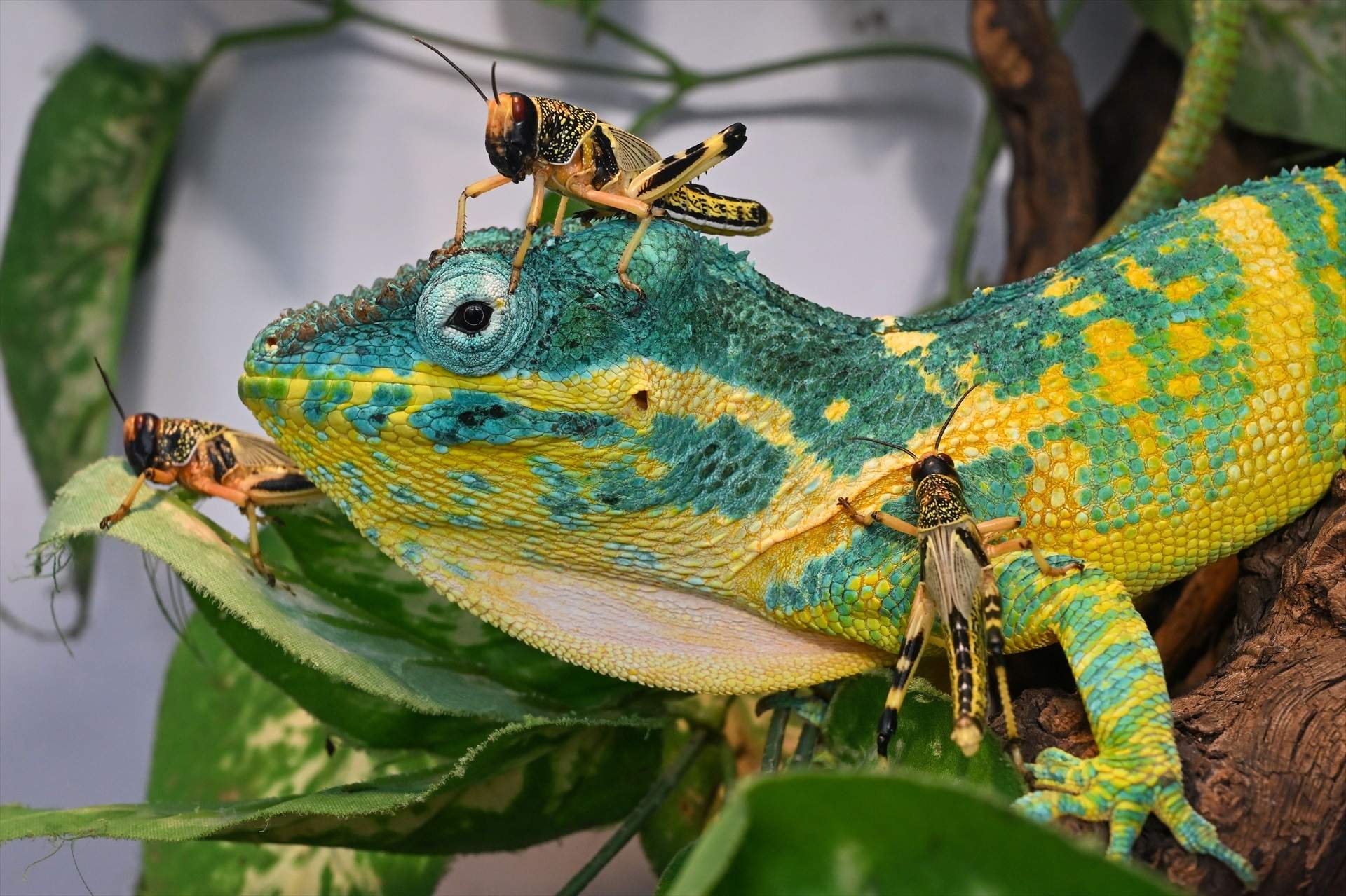 Brno (República Txeca)