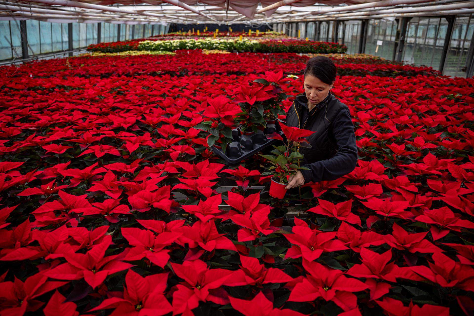 Pruhonice (República Txeca)