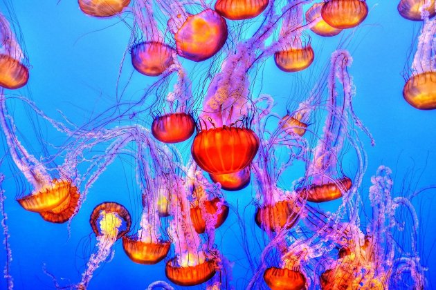 meduses pixabay