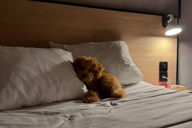 Brownie, la mascota de Pau i Idalete / Instagram Brownie, la mascota de Pau i Idalete / Instagram