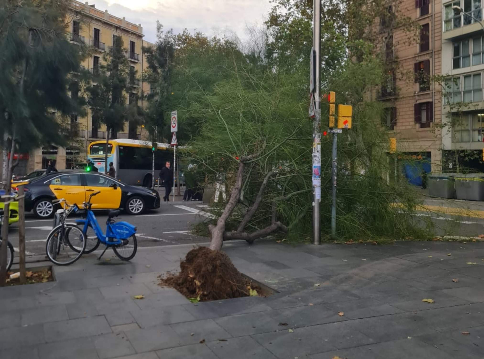 Los primeros estragos del fuerte viento en Catalunya: árboles arrancados y parques cerrados en Barcelona