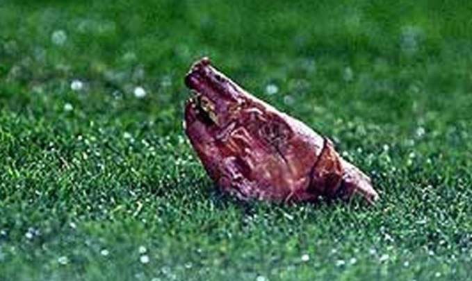 cochinillo cochinillo