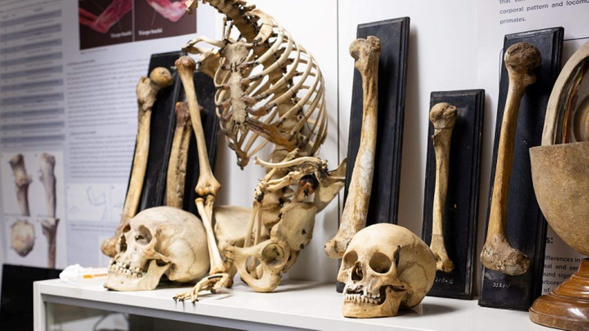 ¿Cómo se desplazaban nuestros ancestros? Una investigación catalana aporta nuevas claves
