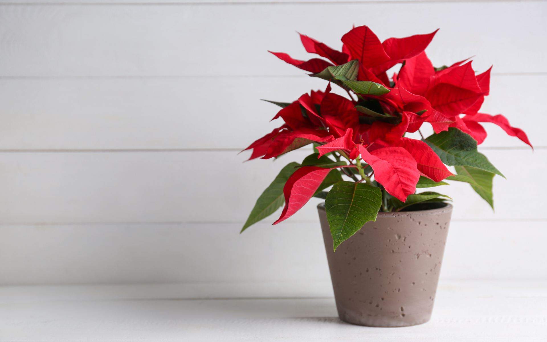 El truco para cuidar la planta de Navidad: harás que viva todo el año