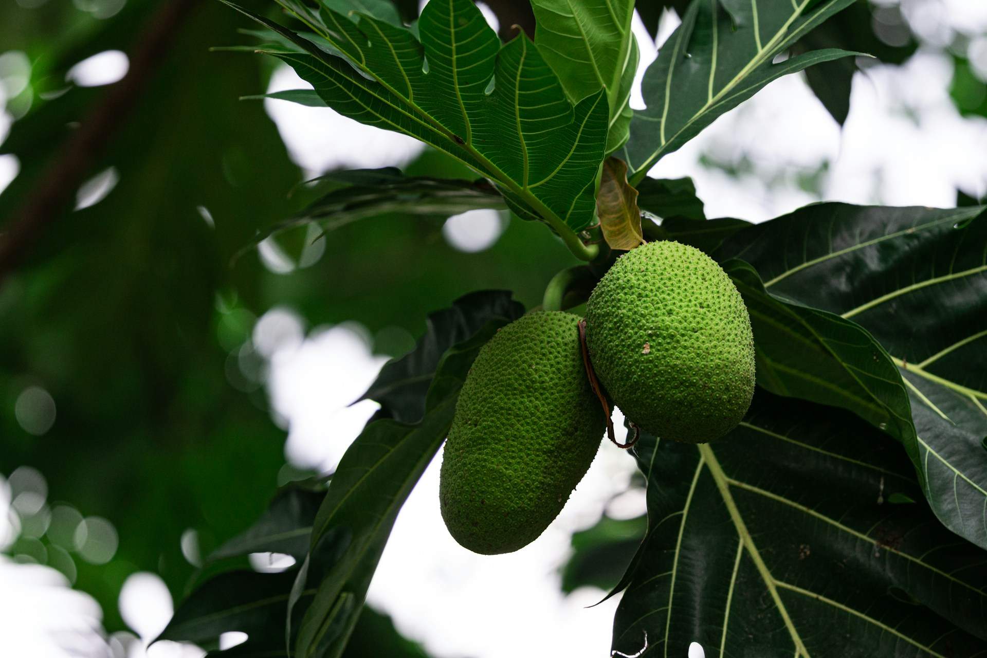 Què és l'arbre del pa i per què podria ser el superaliment del futur