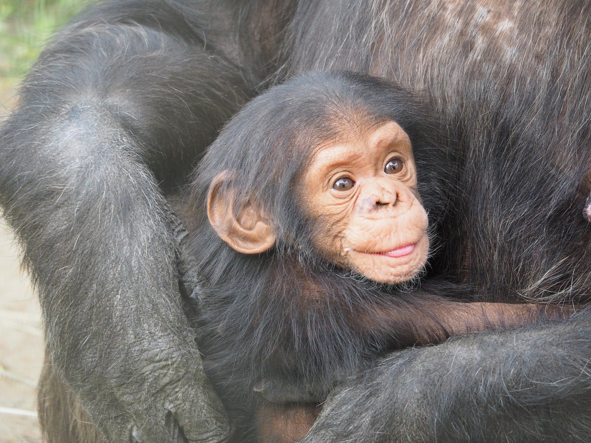 El Zoo presenta una exposición sobre los chimpancés