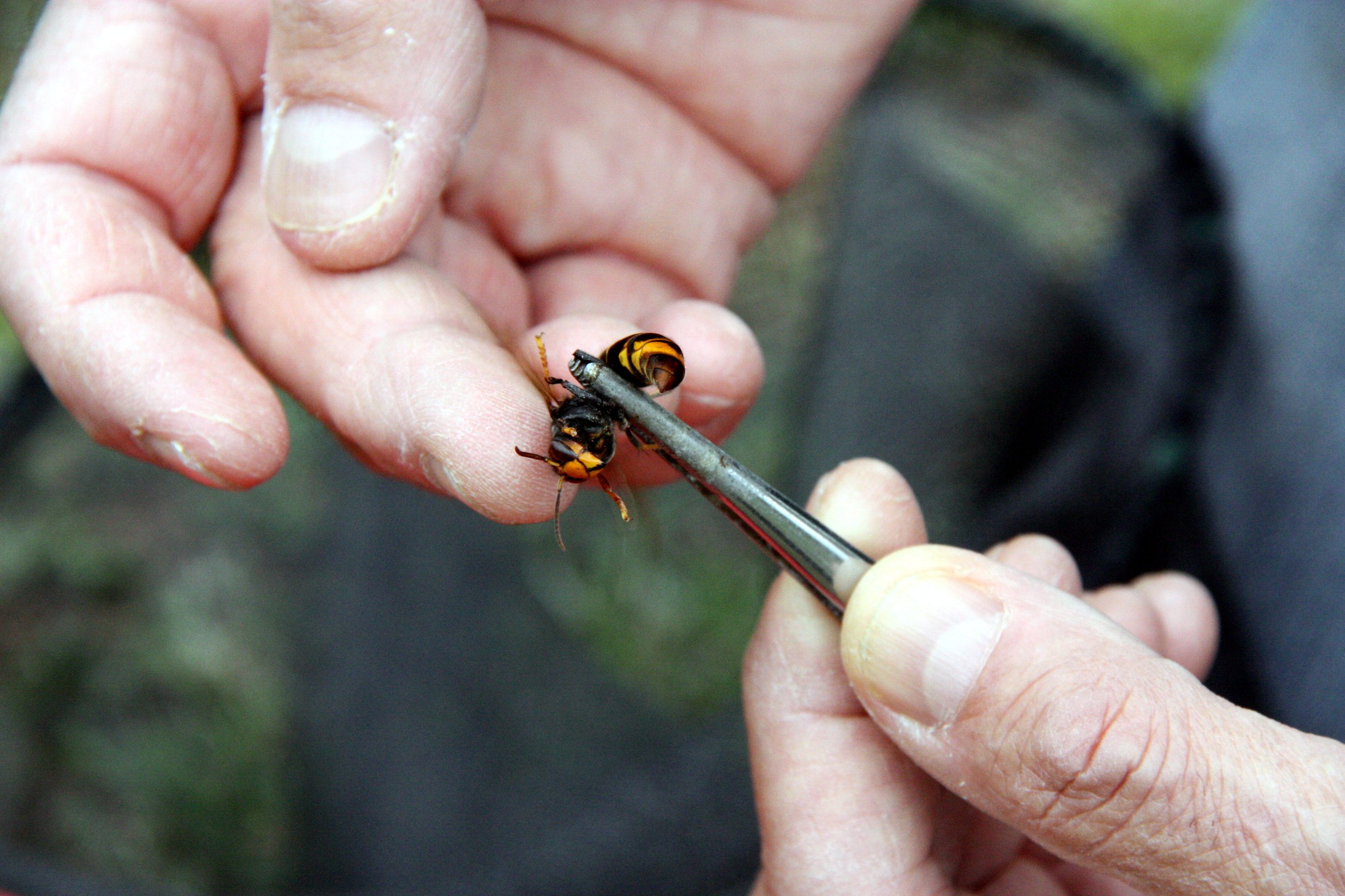 Detecten el primer niu de vespa asiàtica a Barcelona