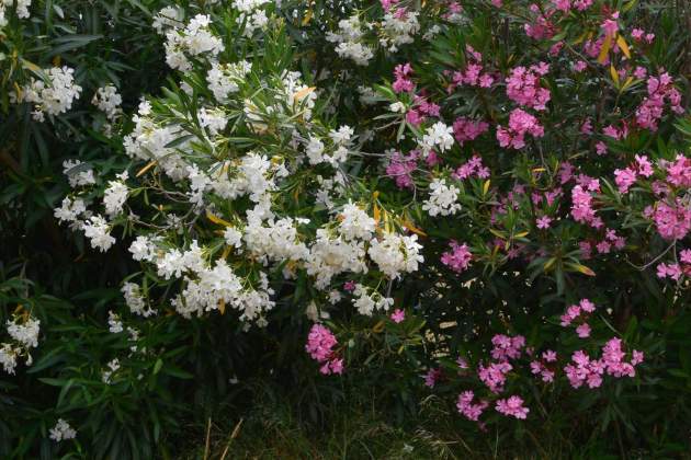 Nerium oleander Nerium oleander