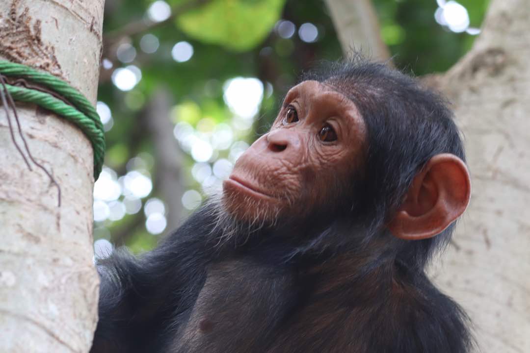 El ximpanzè Mussa. Foto SOS PRIMATES El ximpanzè Mussa. Foto SOS PRIMATES