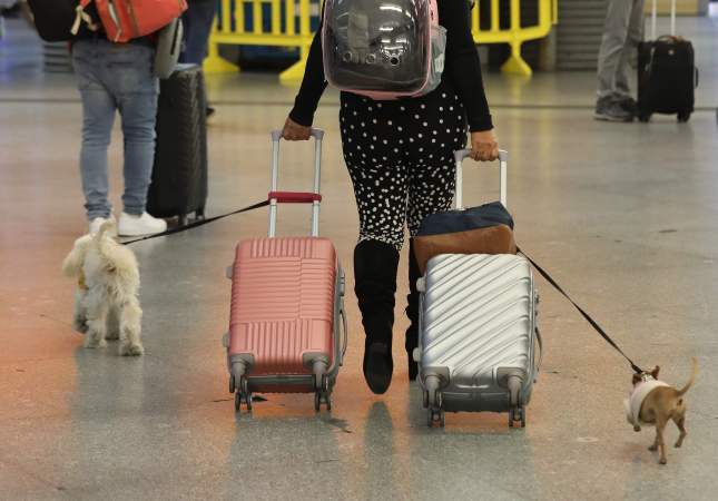 Persones viatjant amb gossos en tren