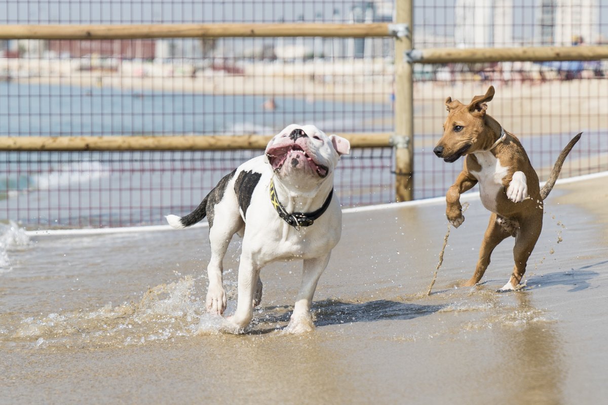 Abre la playa de perros de Barcelona (49 días más tarde)